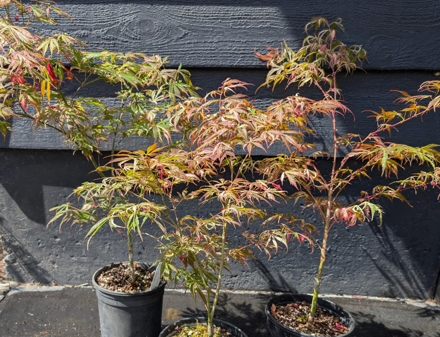 Lileeanne's Jewel Japanese Maple, Rare Variegated Acer Palmatum - Live Plant