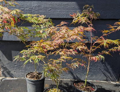 Lileeanne's Jewel Japanese Maple, Rare Variegated Acer Palmatum - Live Plant
