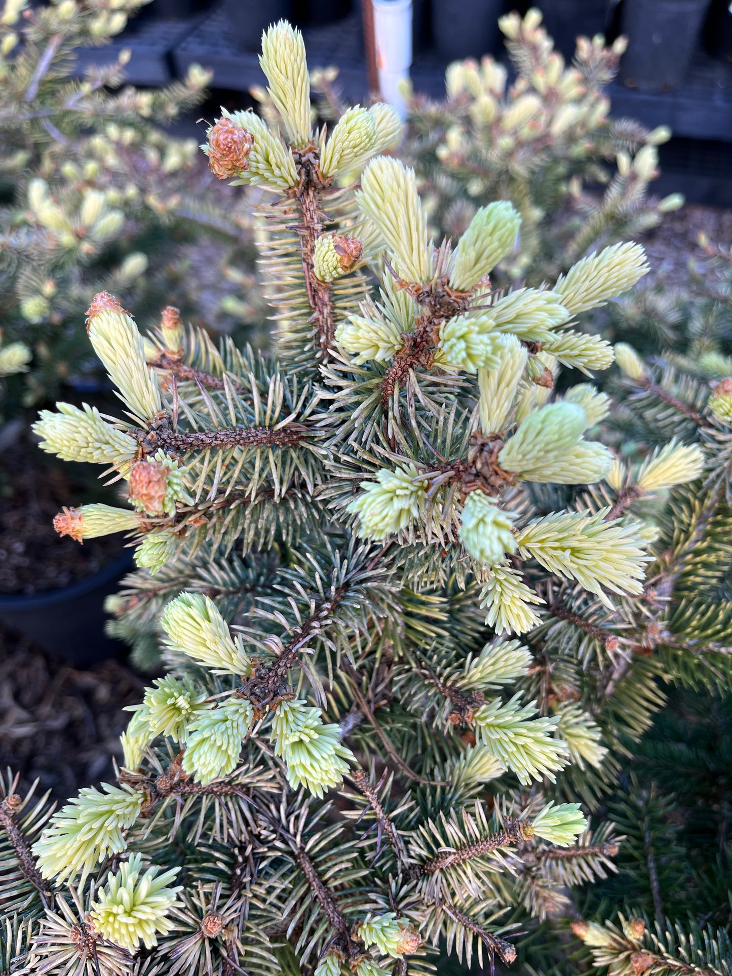 Walnut Glen Colorado Blue Spruce, Golden Dwarf Collector Conifer - Live Plant