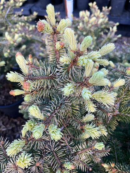 Walnut Glen Colorado Blue Spruce, Golden Dwarf Collector Conifer - Live Plant