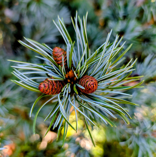 Koru Japanese White Pine Bonsai Starter Tree, Rare Dwarf Conifer - Live Plant