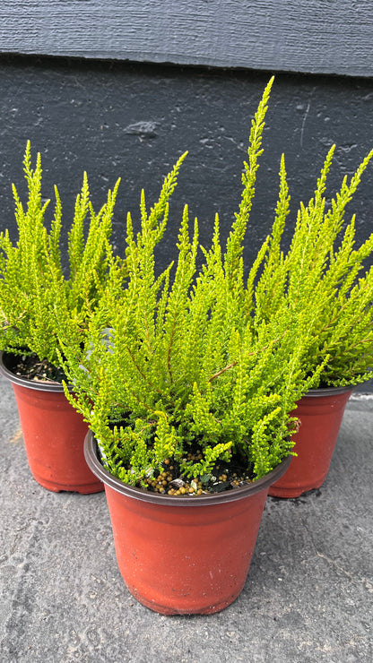 Zeta Golden Scotch Heather, Calluna Vulgaris Evergreen Shrub - Live Plant
