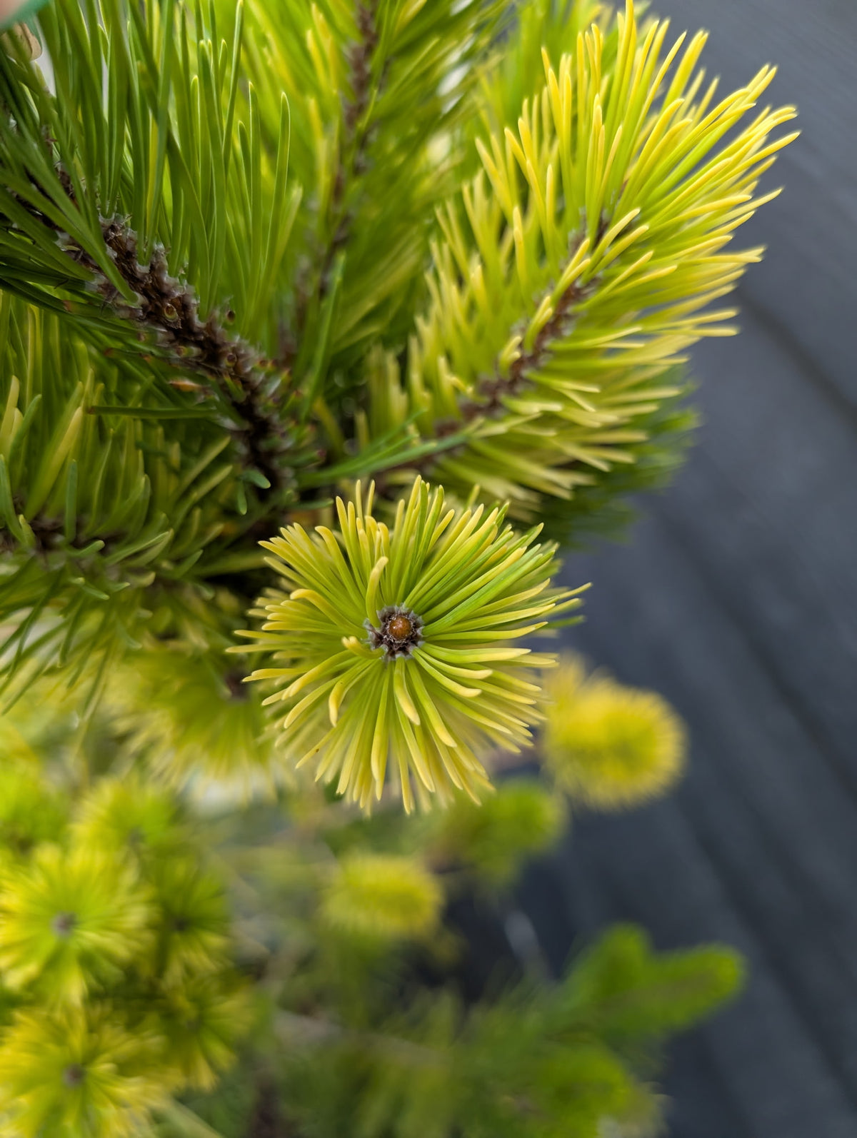Splashes Rare Variegated Shore Pine, Pinus Contorta Collector Conifer - Live Plant