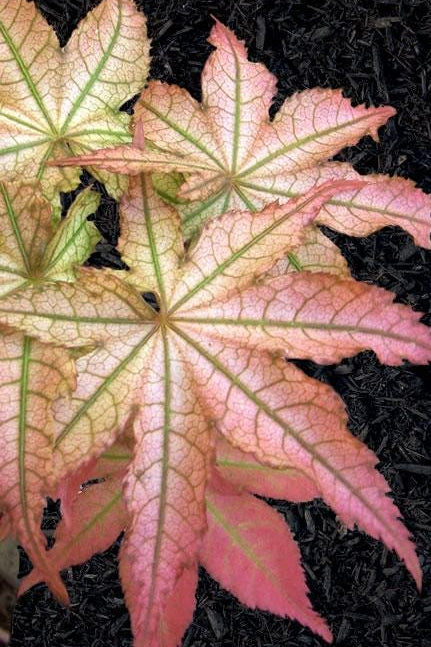 Peaches and Cream Japanese Maple, Pink Cream Variegated Acer Palmatum - Live Plant