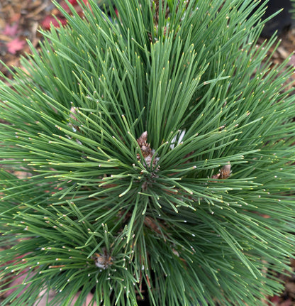 Thunderhead Japanese Black Pine, Pinus Thunbergii, Dwarf Evergreen Conifer - Live Plant