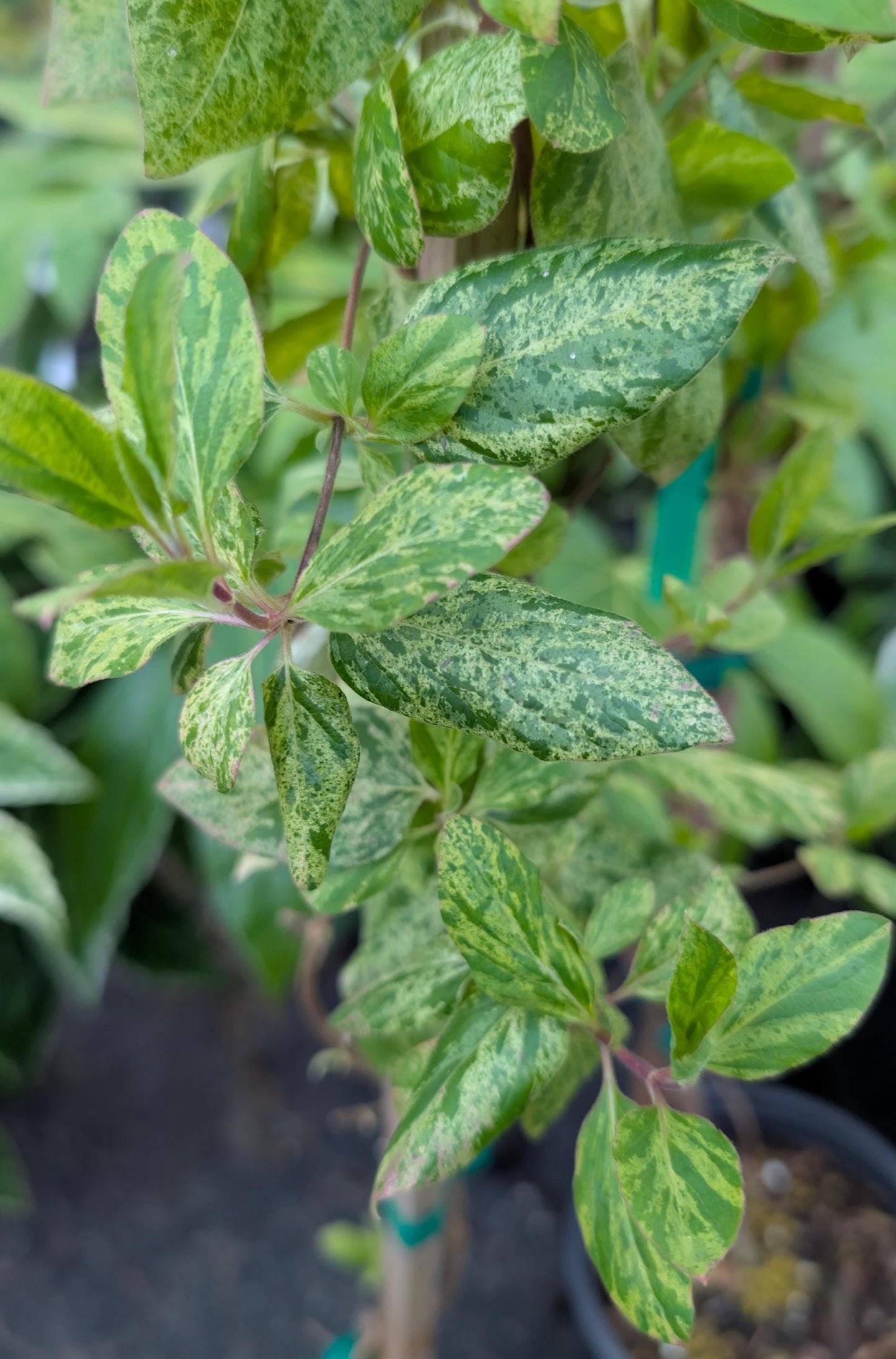 Mint Crisp Variegated Honeysuckle Vine, Fragrant Flowering Pollinator Plant - Live Plant