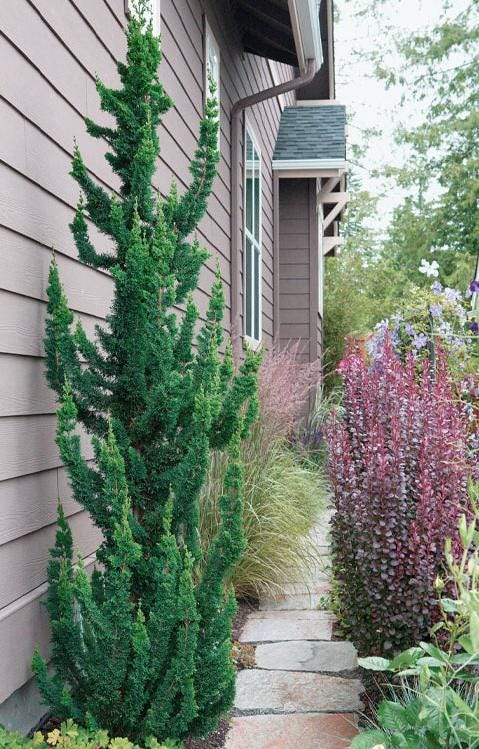 Wissel's Saguaro Rare Lawson Cypress, Blue-Green Evergreen Tree - Live Plant