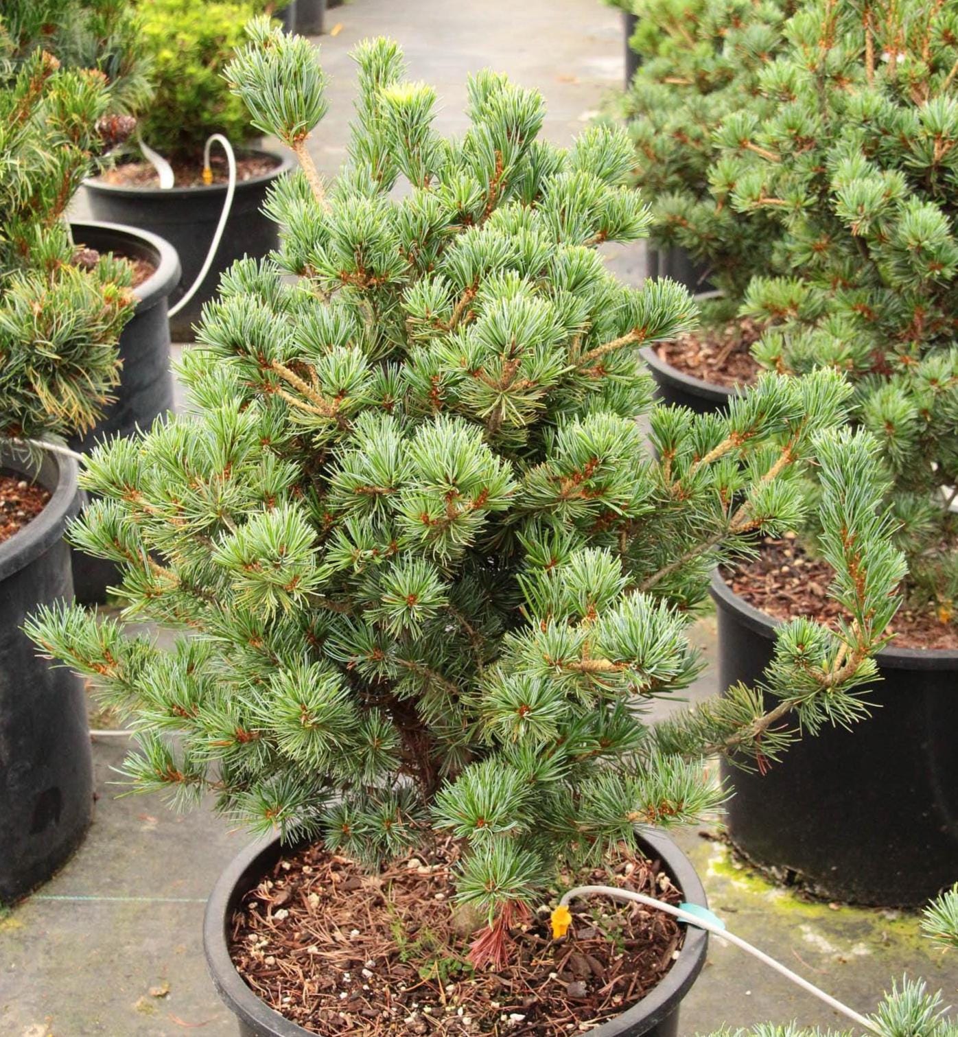Kobe Dwarf Japanese White Pine, Rare Bonsai Starter Tree - Live Plant