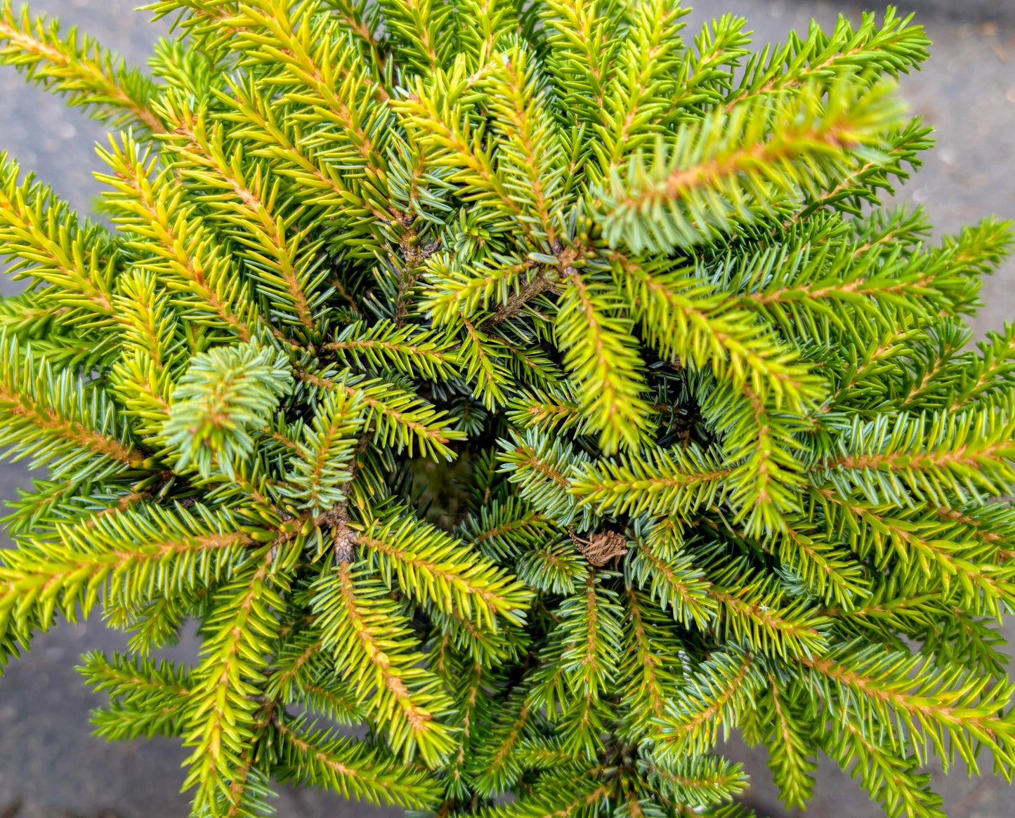 Peve Tinj Golden Serbian Spruce, Dwarf Collector Conifer Tree  - Live Plant