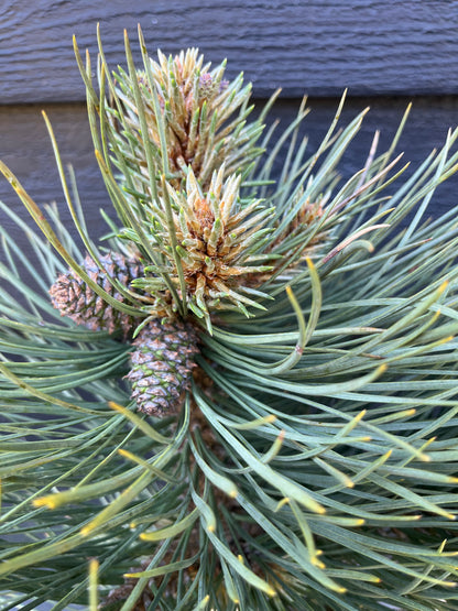 Dusty Blue Rare Dwarf Ponderosa Pine Collector Conifer - Live Plant