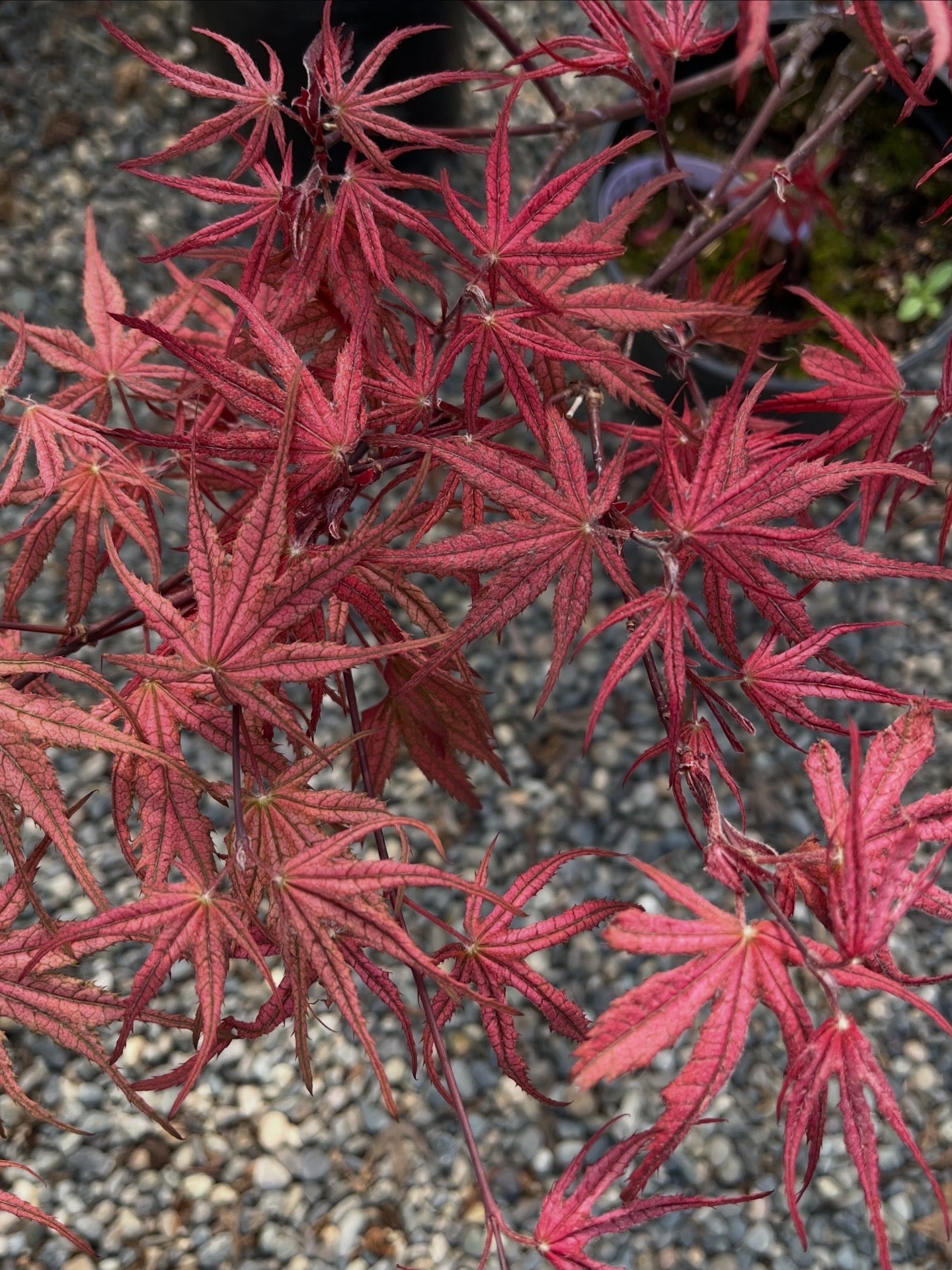 Olsen's Frosted Strawberry Japanese Maple, Rare Pink Ornamental Tree - Live Plant