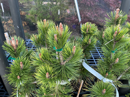Bosnian Sunrise Rare Dwarf Bosnian Pine Conifer Tree - Live Plant