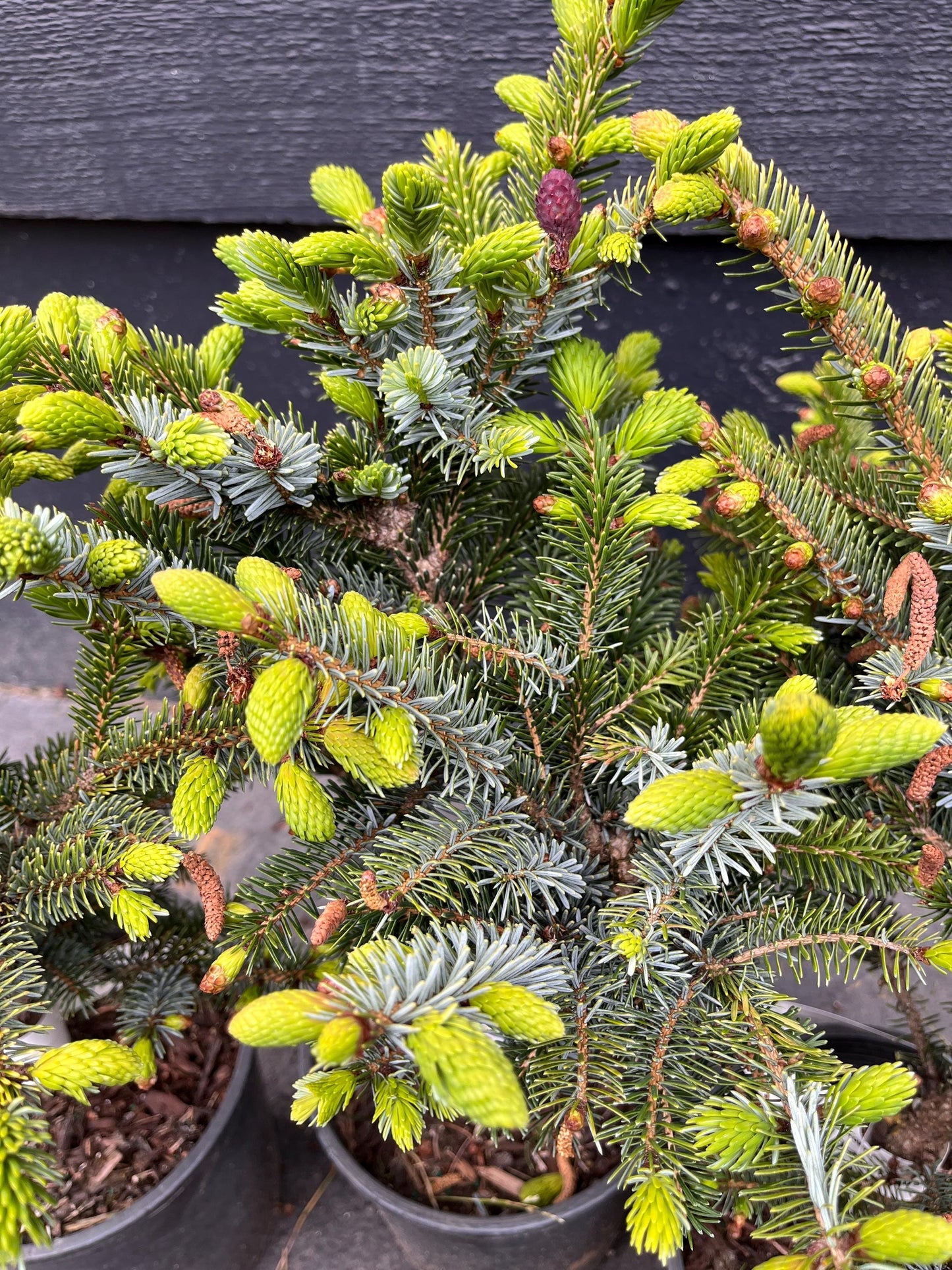 Howell’s Dwarf Tigertail Spruce, Picea Bicolor Conifer,  Unique Purple Cones - Live Plant