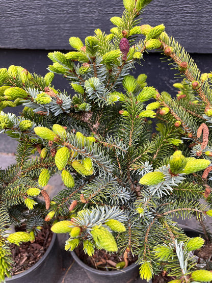 Howell’s Dwarf Tigertail Spruce, Picea Bicolor Conifer,  Unique Purple Cones - Live Plant
