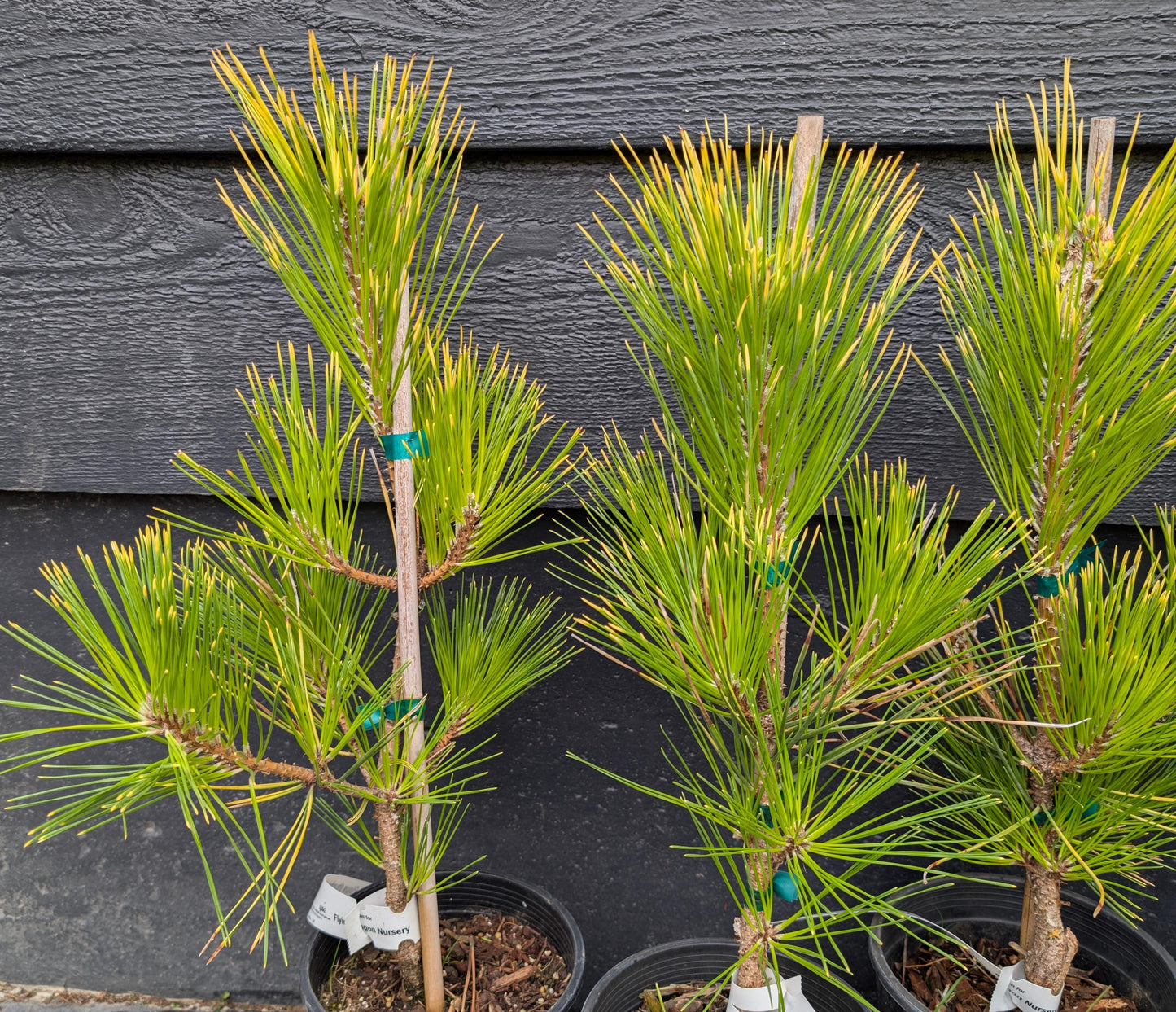 Ogon Golden Japanese Black Pine, Rare Conifer, Bonsai Starter Tree - Live Plant