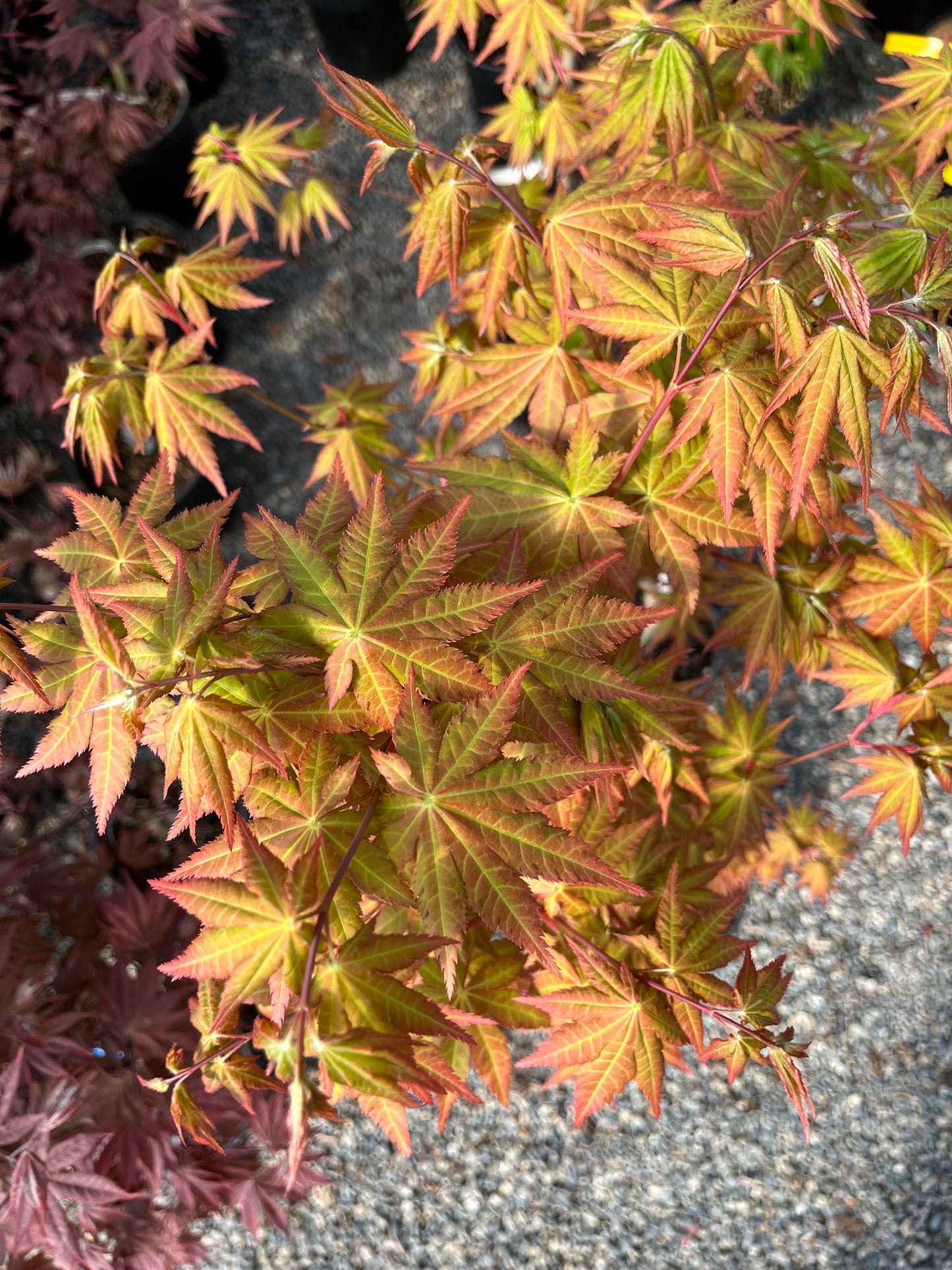 Sunny Dwarf Golden Full Moon Japanese Maple Tree - Live Plant