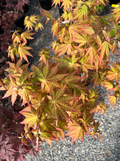Sunny Dwarf Golden Full Moon Japanese Maple Tree - Live Plant