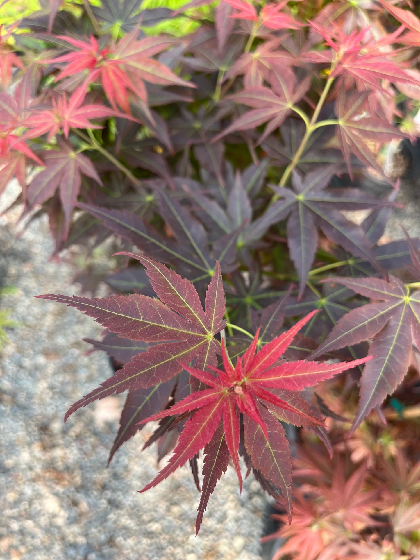 Kurenai Jishi Japanese Maple, Rare Red Lion's Head Acer Palmatum - Live Plant