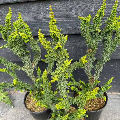 Chirimen Rare Dwarf Hinoki Cypress Conifer, Non-grafted, Unique Slow Growing Tree - Live Plant