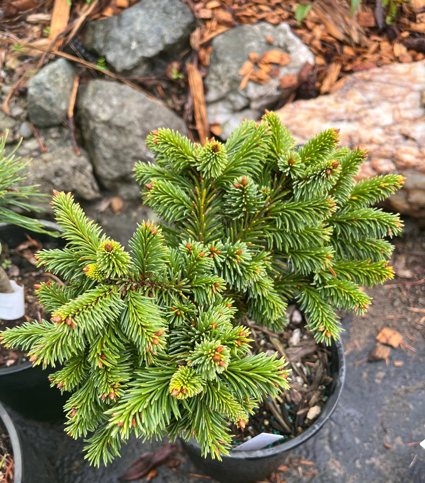 Medusa Rare Miniature Norway Spruce, Collector Conifer Tree - Live Plant