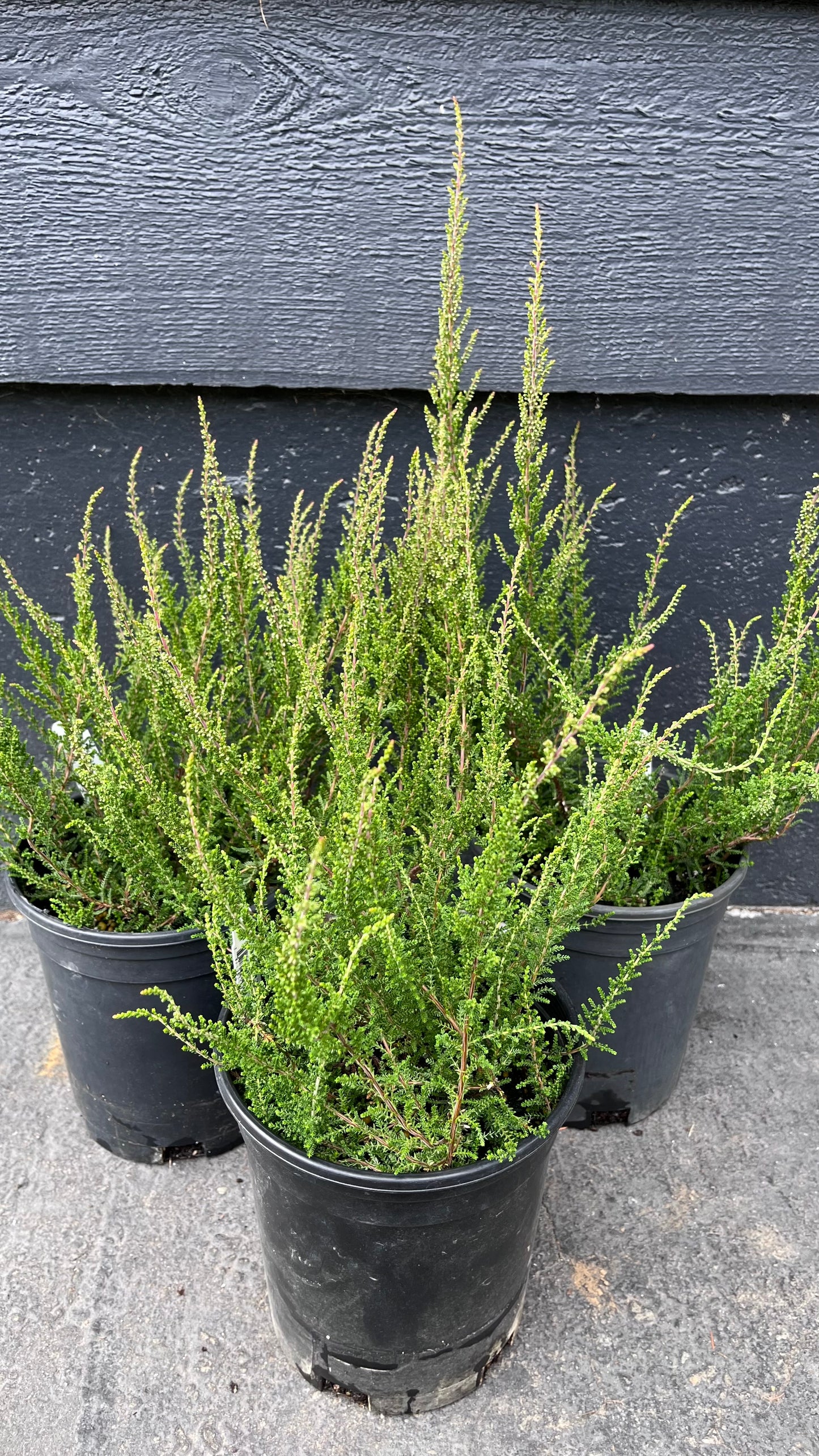 Melina Lights Pink Heather, Calluna Vulgaris Dwarf Flowering Shrub - Live Plant