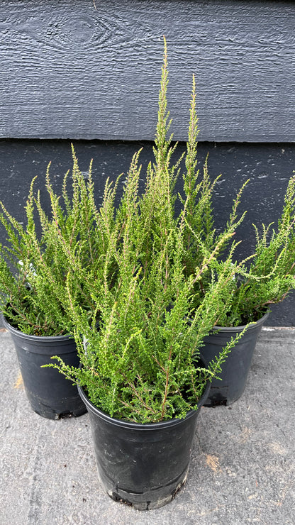 Melina Lights Pink Heather, Calluna Vulgaris Dwarf Flowering Shrub - Live Plant