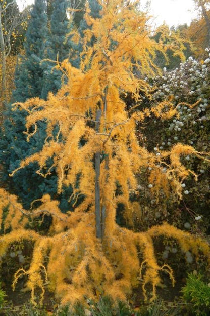 Hortstmann's Recurved Contorted European Larch, Unique Twisted Branches - Live Plant