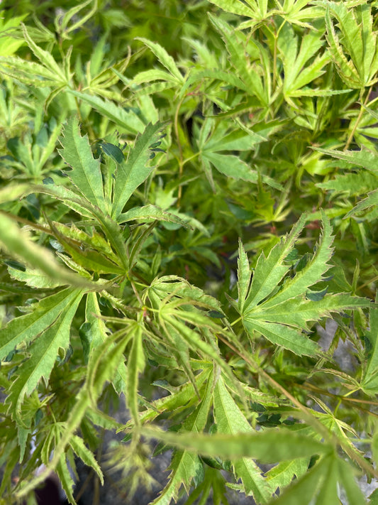 Dr. Seuss Variegated Japanese Maple, Rare Dwarf Acer Palmatum Tree - Live Plant