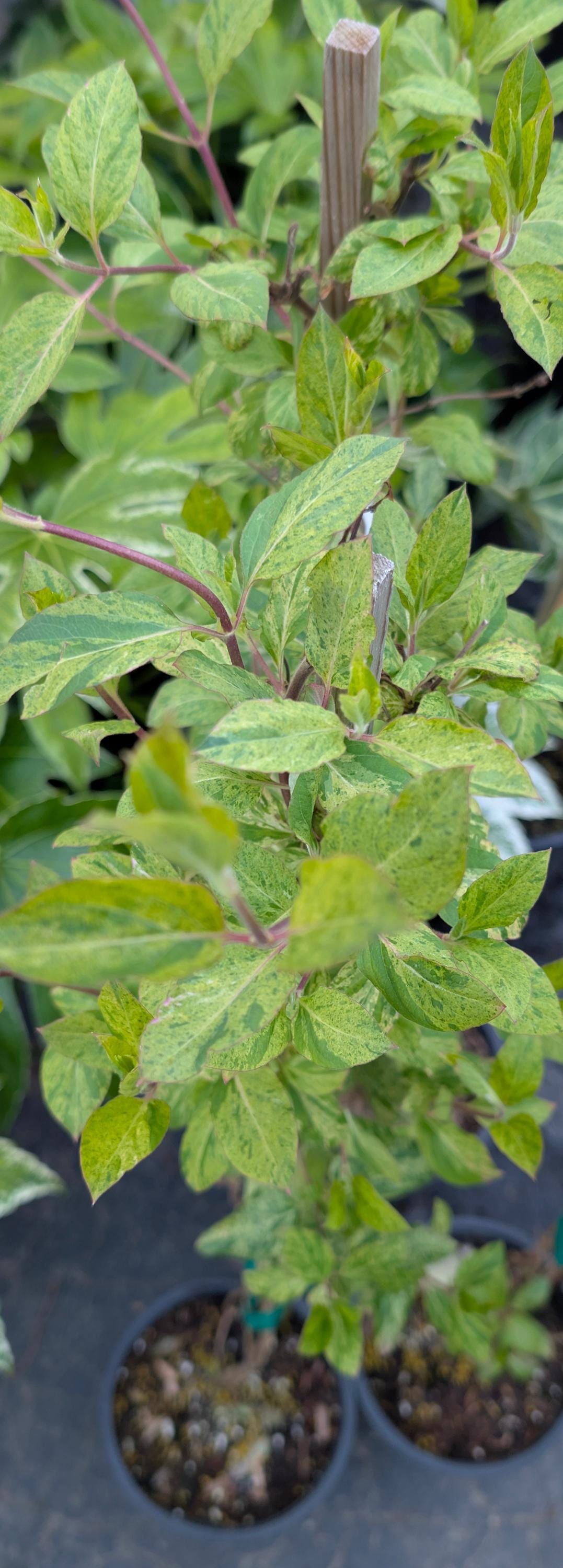 Mint Crisp Variegated Honeysuckle Vine, Fragrant Flowering Pollinator Plant - Live Plant