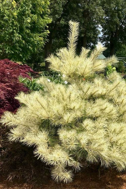 Golden Ghost Japanese Red Pine, Variegated Conifer Tree - Live Plant