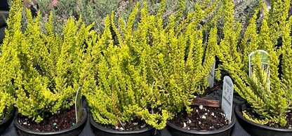 Zeta Golden Scotch Heather, Calluna Vulgaris Evergreen Shrub - Live Plant