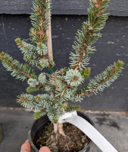 De Ruyter Rare Dwarf Serbian Spruce Conifer Tree - Live Plant