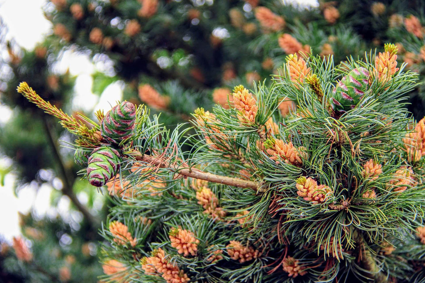 Fukuzumi Japanese White Pine, Dwarf Conifer, Irregular Habit - Live Plant