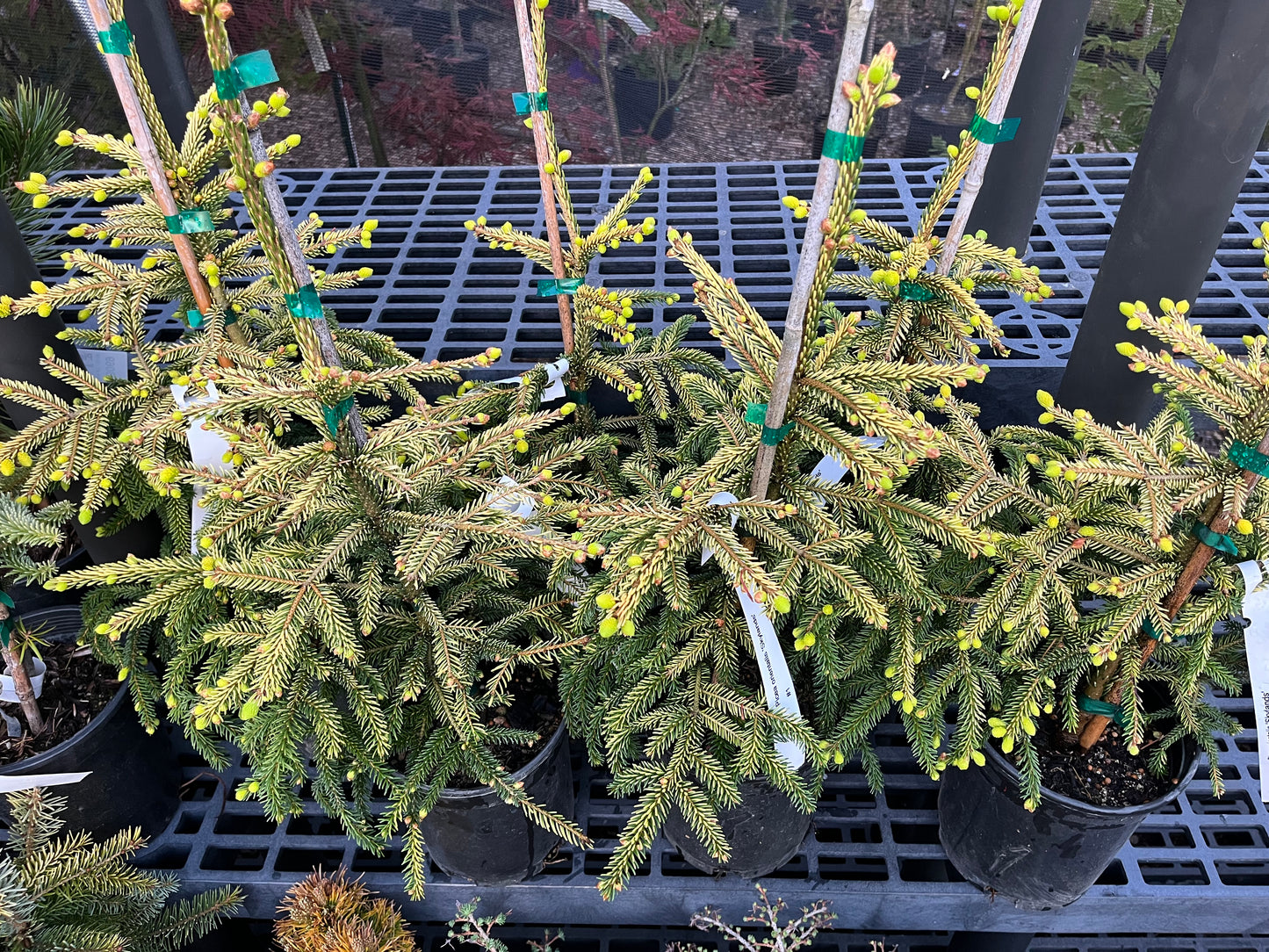 Skylands Golden Oriental Spruce, Picea Orientalis Conifer Tree - Live Plant