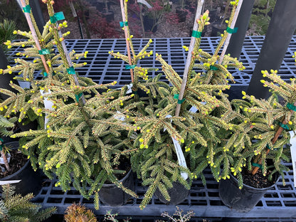 Skylands Golden Oriental Spruce, Picea Orientalis Conifer Tree - Live Plant