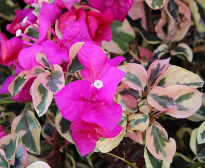 Raspberry Ice Variegated Bougainvillea Pink Flowering Vine - Live Plant