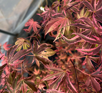 Geisha Gone Wild Japanese Maple Variegated Pink Acer Palmatum - Live Plant