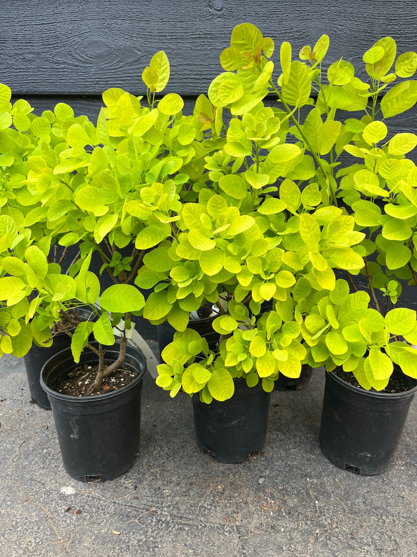 Ancot Golden Spirit Cotinus Coggygria Golden Smoke Bush Tree - Live Plant