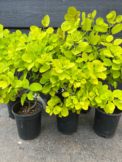 Ancot Golden Spirit Cotinus Coggygria Golden Smoke Bush Tree - Live Plant