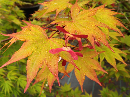 Omato Japanese Maple, Upright Vase Form, Bold Fall Color - Live Plant