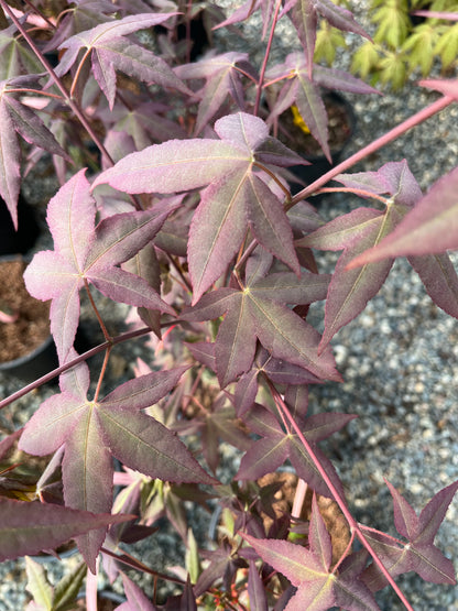 Mystic Jewel Japanese Maple Tree, Heat Tolerant Acer Oliverianum - Live Plant