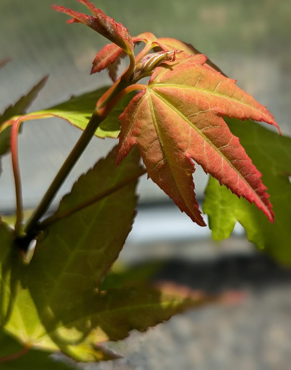Hot Blonde Japanese Maple, Rare Acer Oliverianum Heat Tolerant - Live Plant