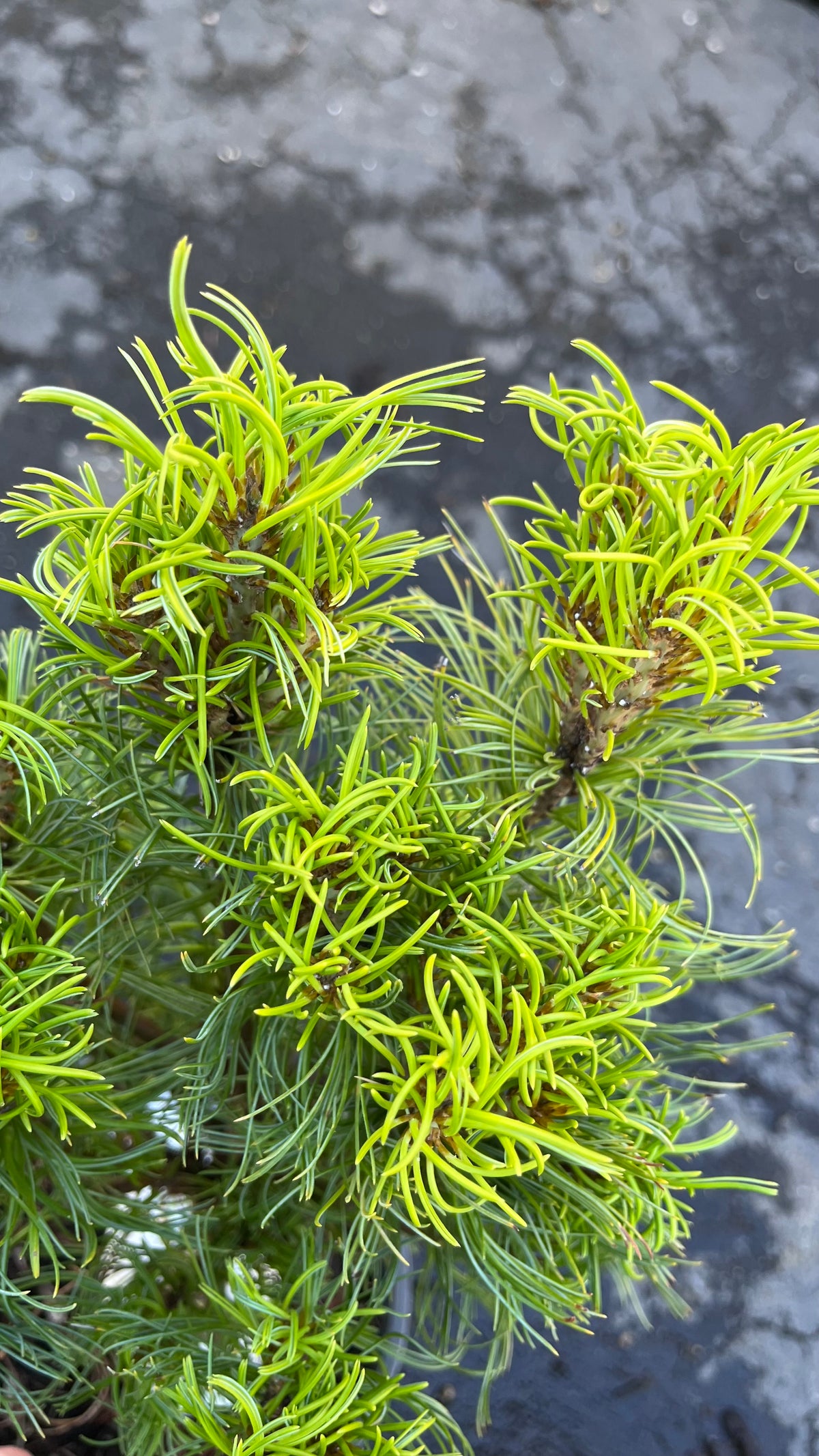 Tiny Kurls Dwarf Eastern White Pine, Unique Twisted Blue-Green Needles - Live Plant