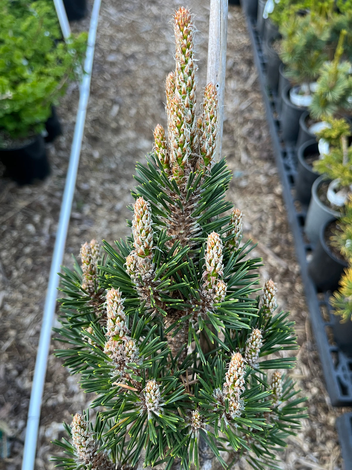 Kotobuki Dwarf Japanese Black Pine, Bonsai Starter Conifer Tree - Live Plant
