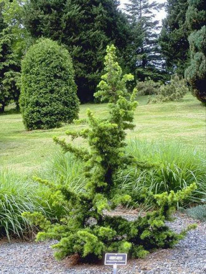 Green Prince Cedar of Lebanon, Dwarf Bonsai Evergreen Conifer - Live Plant