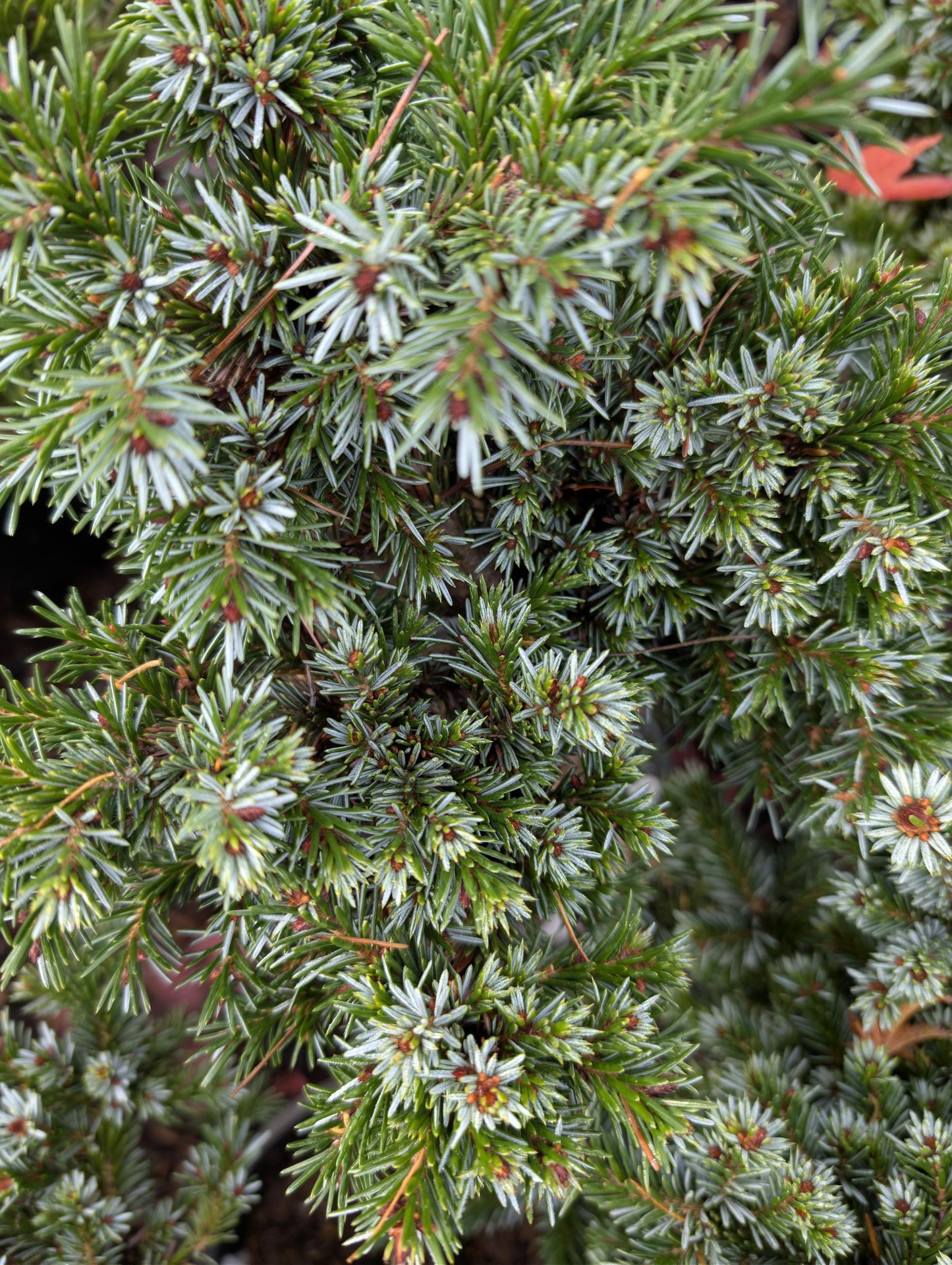 Pimoko Dwarf Serbian Spruce, Picea Omorika Compact Round Evergreen Conifer - Live Plant