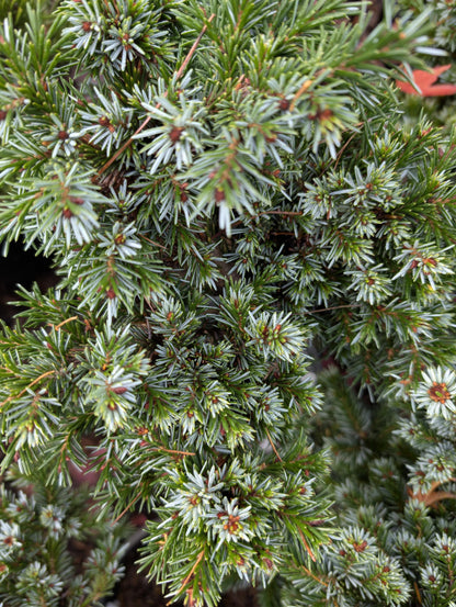 Pimoko Dwarf Serbian Spruce, Picea Omorika Compact Round Evergreen Conifer - Live Plant