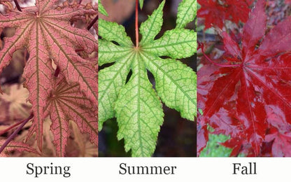 Nebula Rare Japanese Maple, Dwarf Reticulated Acer Palmatum Tree - Live Plant