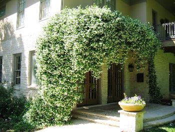 Variegated Jasmine Fragrant Flowering Shrub Vine - Live Plant