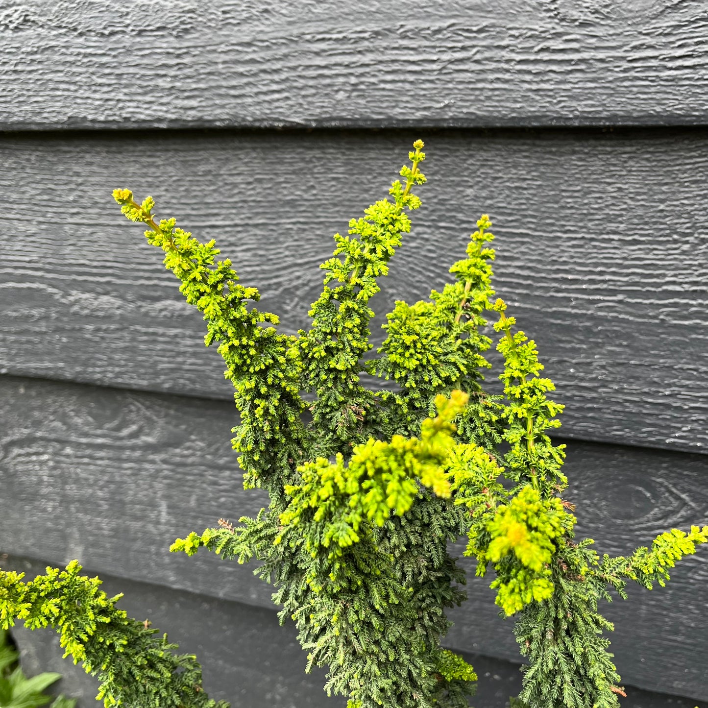Chirimen Rare Dwarf Hinoki Cypress Conifer, Non-grafted, Unique Slow Growing Tree - Live Plant